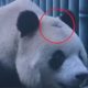Ветеринарам пришлось лечить панду, по неизвестной причине начавшую лысеть