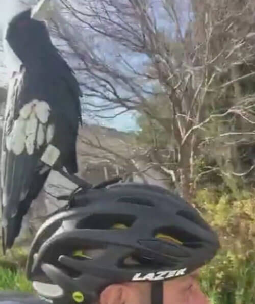 Чтобы защищаться от злых птиц, велосипедист использует фальшивую сороку