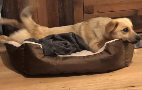 Бездомный пёс впервые в жизни получил возможность поспать в лежанке