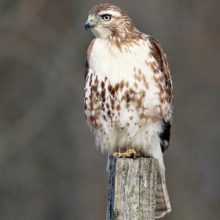 Сбитому машиной ястребу посчастливилось остаться в живых