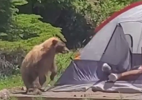 Незнакомец в палатке не подозревал, что его ноги кое-кто внимательно исследует