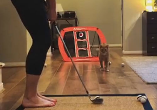 Домашняя игра в гольф получилась интереснее благодаря кошке
