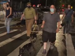 Владельцы собак объединились в ночной патруль по борьбе с крысами