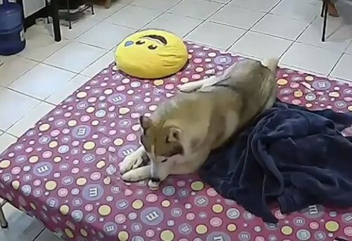 Игрушка показалась собаке куда более интересной, чем землетрясение