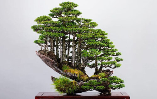 Художник не сажает деревья-бонсай, а создаёт целые бонсай-леса
