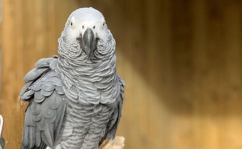 Компанию попугаев разделили из-за нецензурной лексики