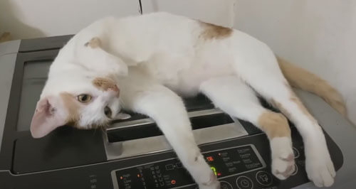 Стиральная машина оказалась вполне пригодна для кошачьего массажа