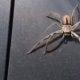 Героическая сорока спасла автомобилистку от паука