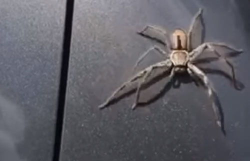 Героическая сорока спасла автомобилистку от паука