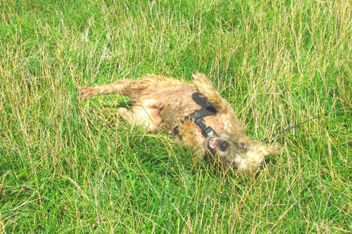 Повалявшись в траве, собака приобрела эффектный зелёный окрас