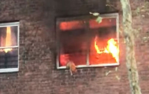 Спасаясь от пожара, кошка выпрыгнула из окна второго этажа