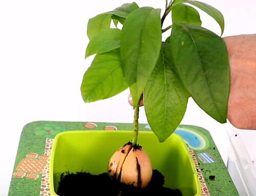 Симпатичное изобретение позволяет вырастить авокадо из косточки