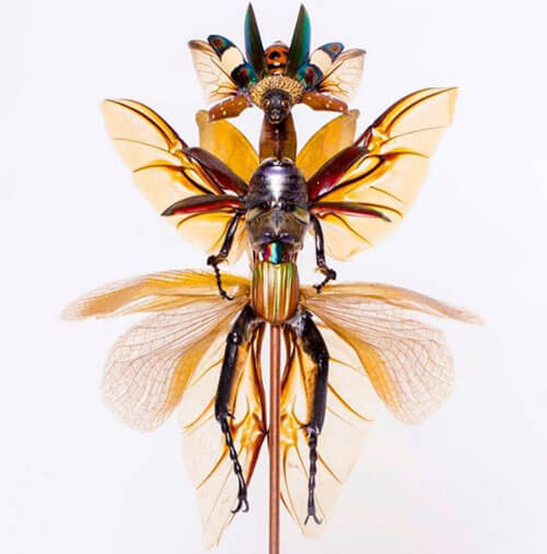 Мёртвые насекомые получают вторую странную жизнь в качестве фей