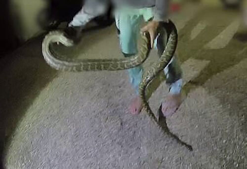 Неблагодарная змея обвилась вокруг ноги своей спасительницы