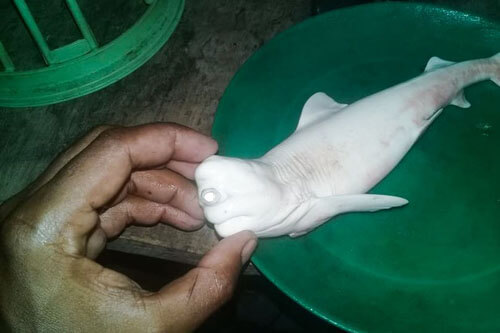 Детёныш акулы поставил в тупик рыбаков своим жутковатым видом