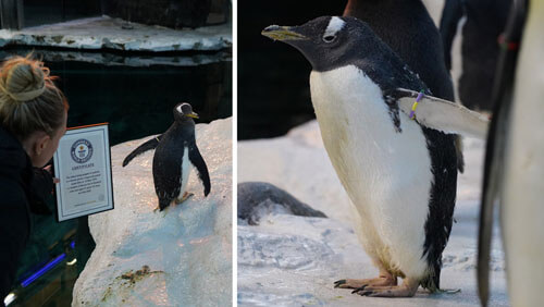 Самка пингвина, живущая в зоопарке, признана самой старой в мире