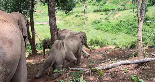 Слоны предпочитают не просто спускаться с горки, а соскальзывать по ней