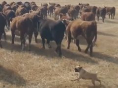 Мопсы научились справляться с коровами и козами