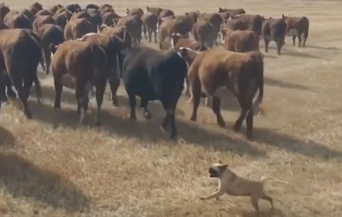 Мопсы научились справляться с коровами и козами