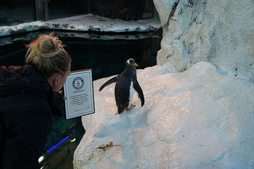 Самка пингвина, живущая в зоопарке, признана самой старой в мире