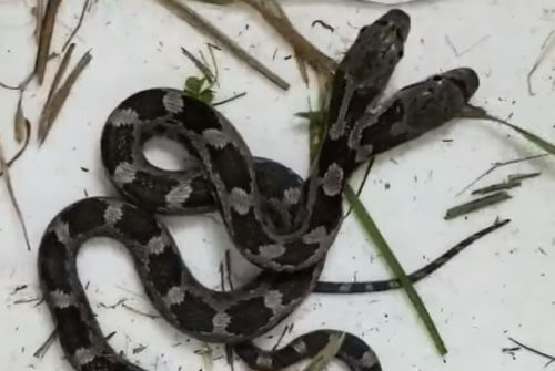 Двухголовая змея отправилась жить в научный центр