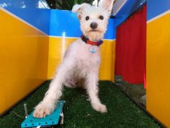 Хозяйка подарила своей собаке фотобудку, и животное теперь умеет делать селфи