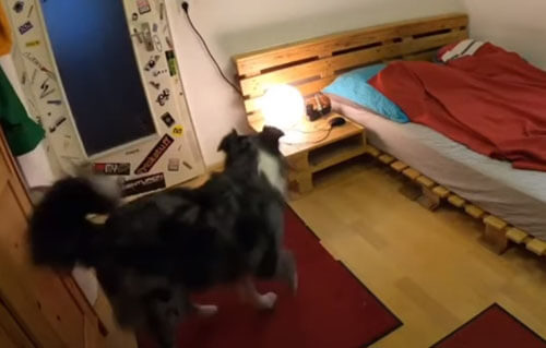 Собака не забывает перед сном выключить свет и накрыться одеялом