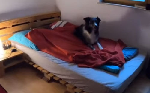 Собака не забывает перед сном выключить свет и накрыться одеялом