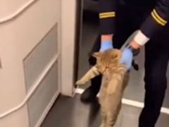 Кошку-безбилетницу выдворили из поезда