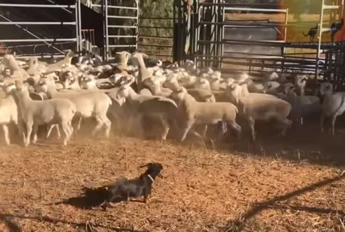 Выяснилось, что пастушьи собаки могут быть очень разными