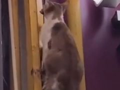 Бездомная кошка готова потерпеть голод ради своих детей