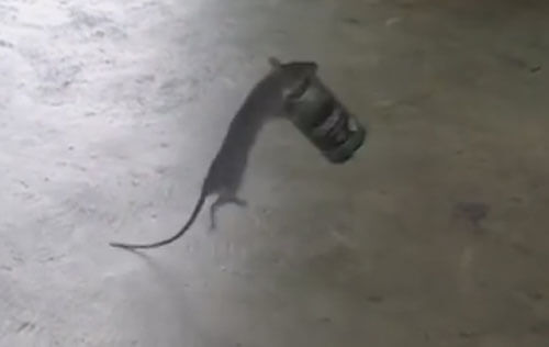 Крыса, укравшая банку из-под кофе, заодно показала забавное шоу с прыжками