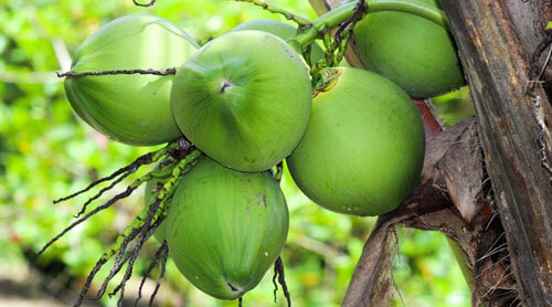 Студентам разрешили оплачивать обучение кокосовыми орехами