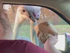 Кровожадный страус предпочёл не корм, а палец посетителя сафари-парка