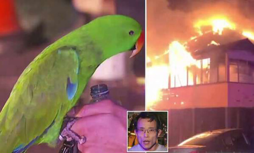 Бдительный попугай спас хозяина от пожара