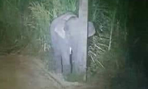 Слонёнок, застуканный на месте преступления, показал «чудеса маскировки»