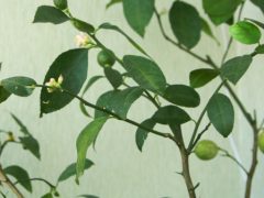 Комнатное растение: очиститель воздуха или причина аллергии? Эксперты – о том, какие цветы нельзя выращивать дома