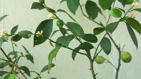 Комнатное растение: очиститель воздуха или причина аллергии? Эксперты – о том, какие цветы нельзя выращивать дома