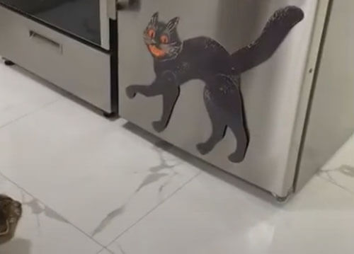 Декоративная наклейка показалась кошке слишком страшной