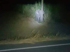 Слонёнок, застуканный на месте преступления, показал «чудеса маскировки»