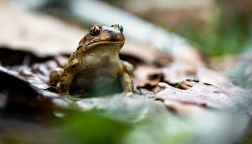 Таинственный незнакомец присылает мужчине фотографии жаб и лягушек