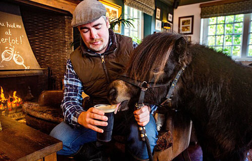 Пони регулярно захаживает в паб, чтобы выпить пива и закусить морковкой