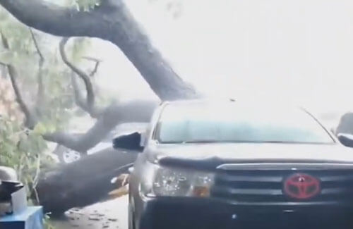 Дерево не выдержало противостояния с тайфуном и повалилось на машину