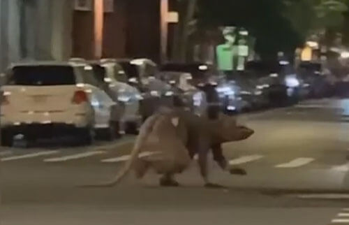 Чудак прогулялся по улице в странном костюме крысы