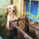 Пса, пострадавшего от наводнения, не бросили в беде