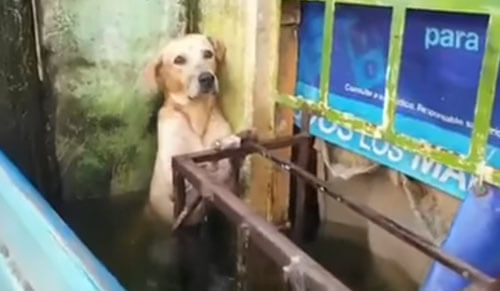 Пса, пострадавшего от наводнения, не бросили в беде