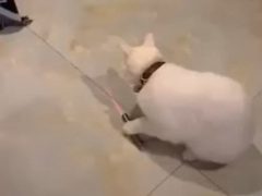 Кошки научились самостоятельно играть с лазерной указкой