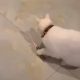 Кошки научились самостоятельно играть с лазерной указкой