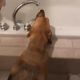 Пёс уверен, что пить воду куда вкуснее из-под крана, чем из миски