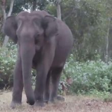 Любители природы сняли на видео не только слона, но и тигра
